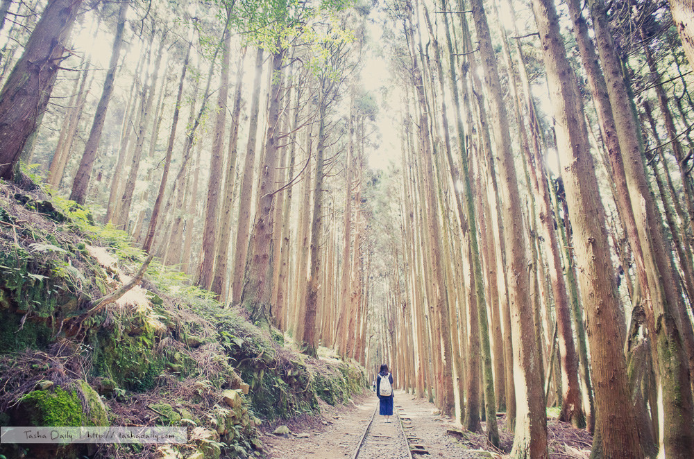 阿里山旅遊︱特富野古道．看似平易近人、實則充滿挑戰的美麗古道