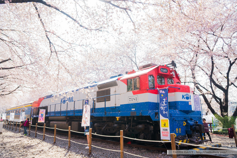 釜山自由行︱鎮海．慶和火車站~爆滿櫻花的絕美場景