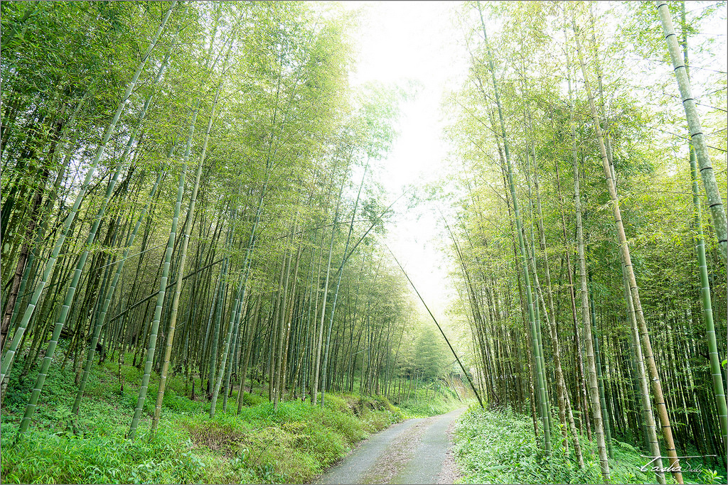 竹山旅遊 ︱孟宗竹隧道．綿延2公里、遠離人潮的竹之森林