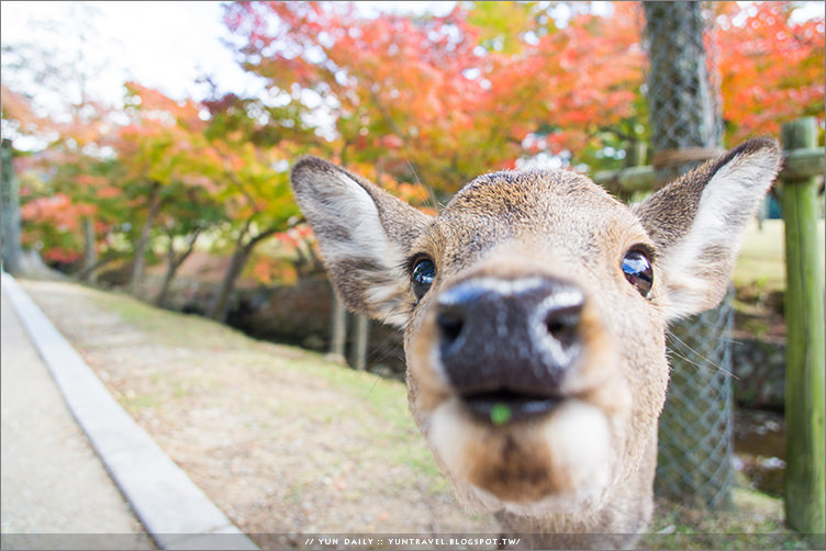 奈良自由行丨奈良公園．來場楓紅與日本梅花鹿的超萌接觸