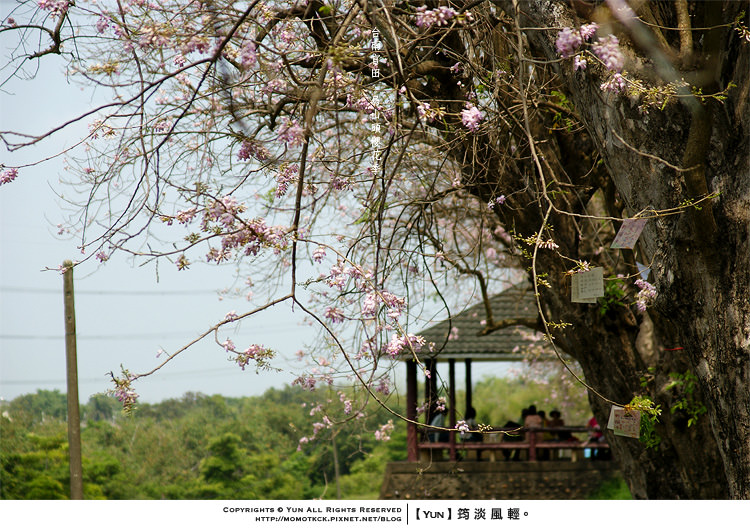 旅行︱台南官田．烏山頭水庫最特別的櫻花~南洋櫻花季開跑