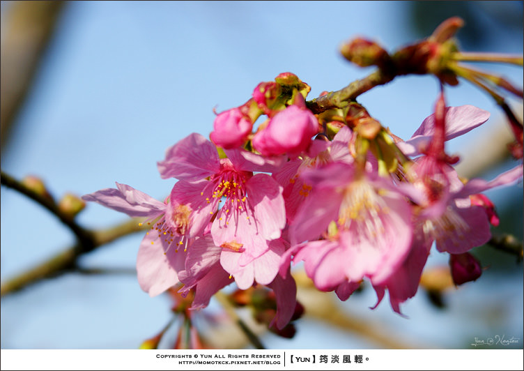 旅行︱南投鹿谷．鳳凰谷鳥園~期待．盛開的櫻花雨