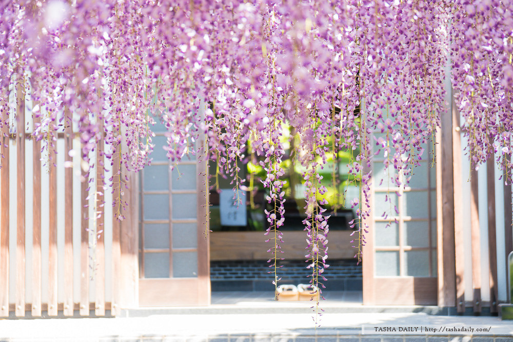 福岡自由行︱北九州市 吉祥寺．夢幻寶石般的紫藤花景